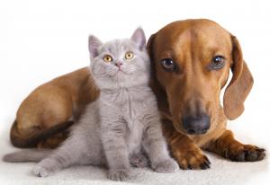 Adottare cani e gatti ricoverati presso il canile convenzionato